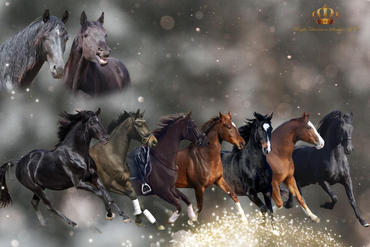 Right Decision Stables LK